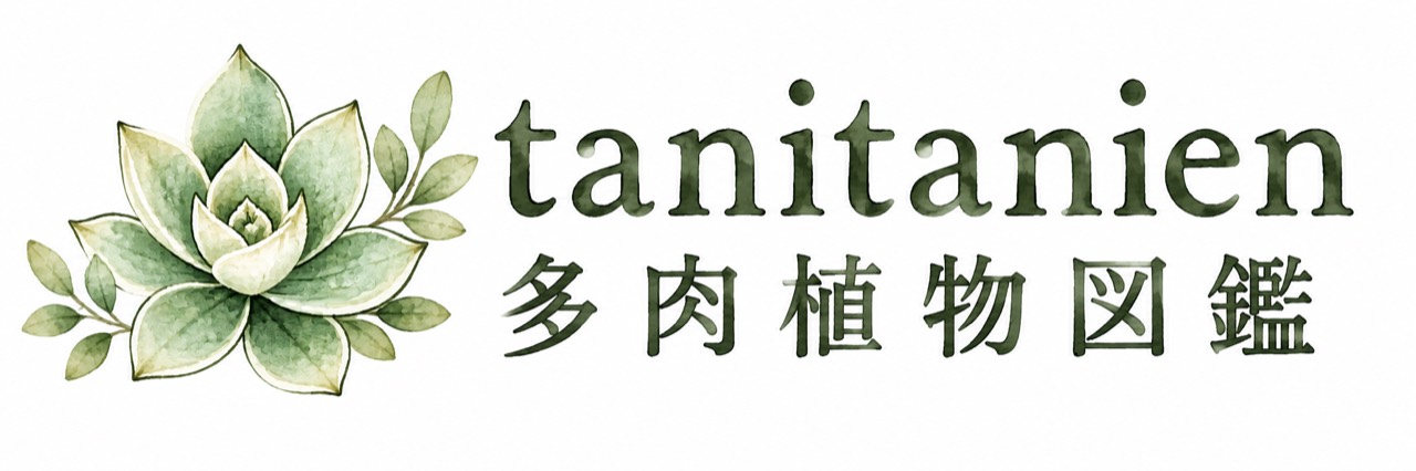 tanitanien 多肉植物図鑑