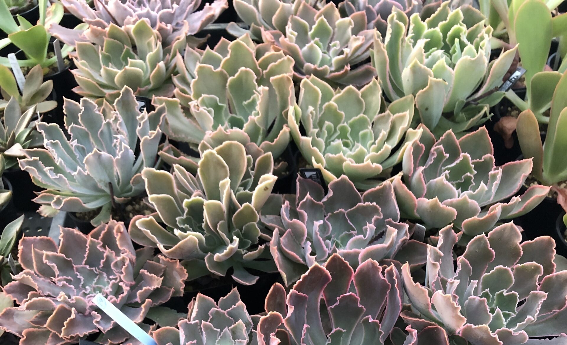 フリルのある葉が特徴的な多肉植物、エケベリア・シャビアナペレグリナの苗