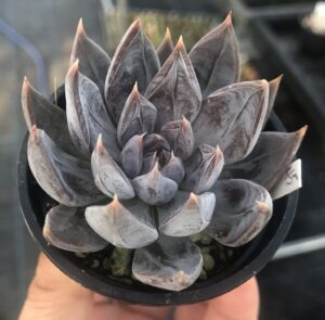 Echeveria craigiana Chihuahua のロゼット。灰褐色〜灰紫色の厚い葉が放射状に展開し、淡い白粉が光を落ち着かせる多肉植物のクローズアップ写真。