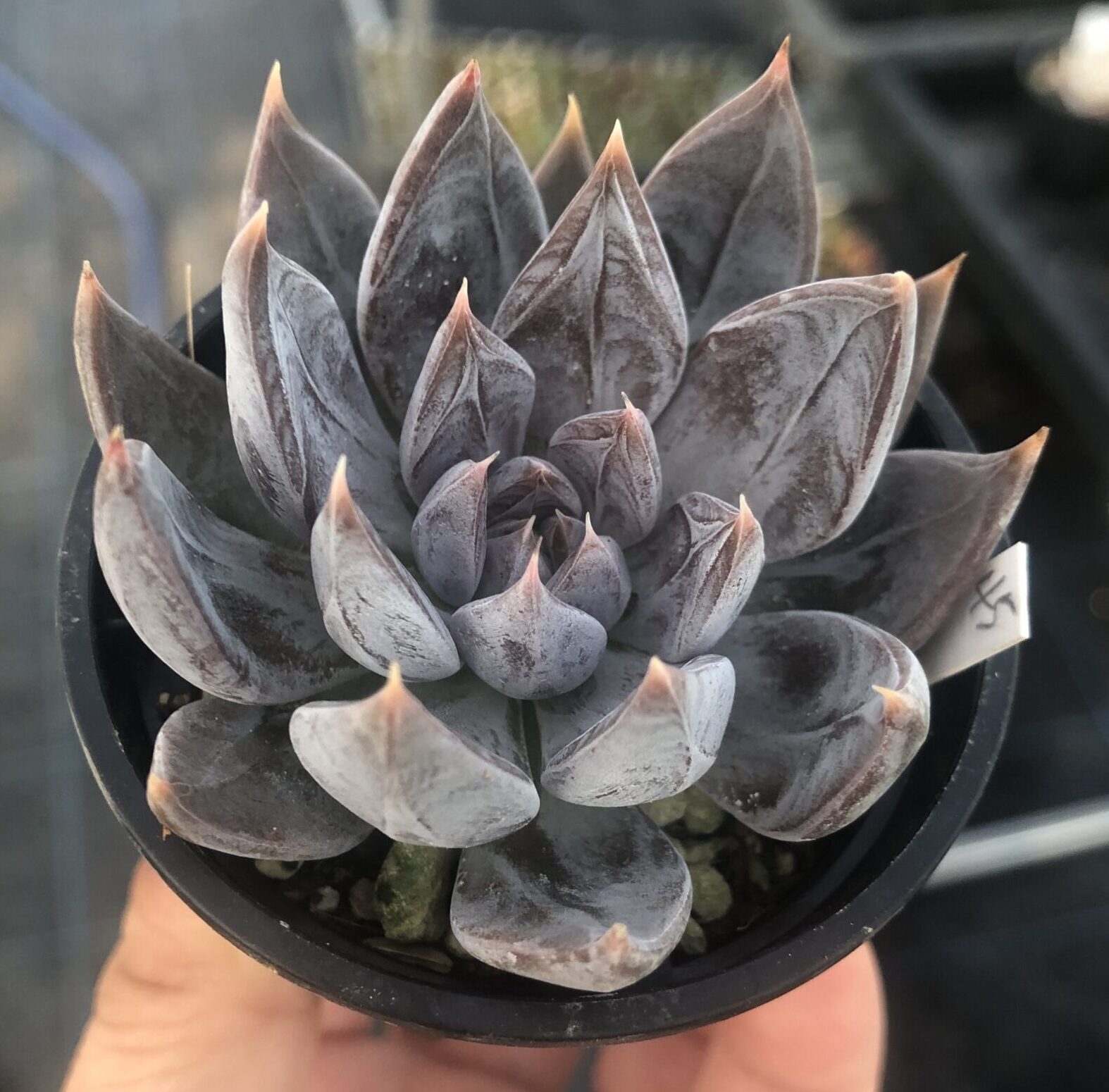 Echeveria craigiana Chihuahua のロゼット。灰褐色〜灰紫色の厚い葉が放射状に展開し、淡い白粉が光を落ち着かせる多肉植物のクローズアップ写真。