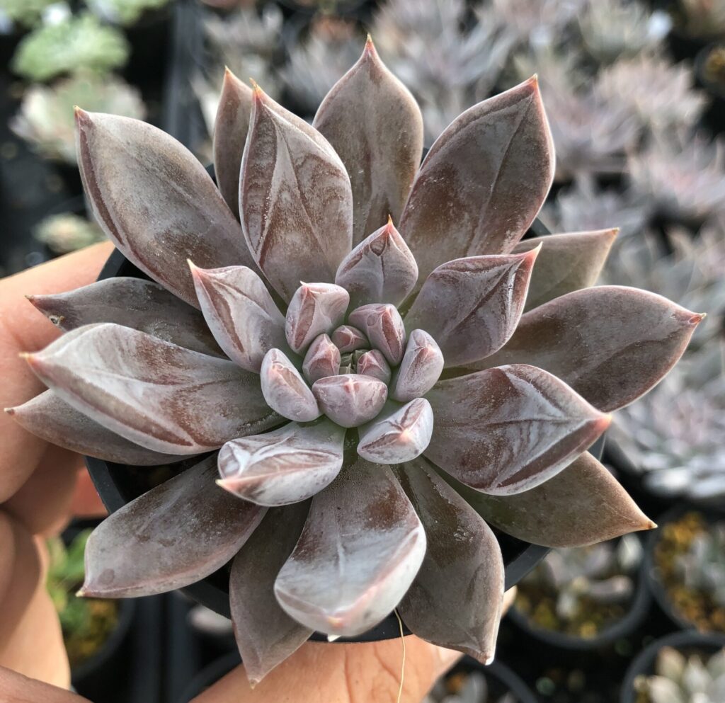 ピンクとグレーがかった葉に白いブルームをまとった、手の中に収まる一株のエケベリア・クライギアナ・チワワ。