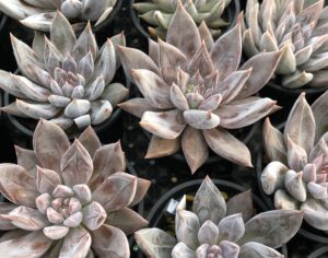 エケベリア・クライギアナ・チワワ。葉はピンク、グレー、ベージュの色合いで、表面には白いブルームが厚く覆っている。