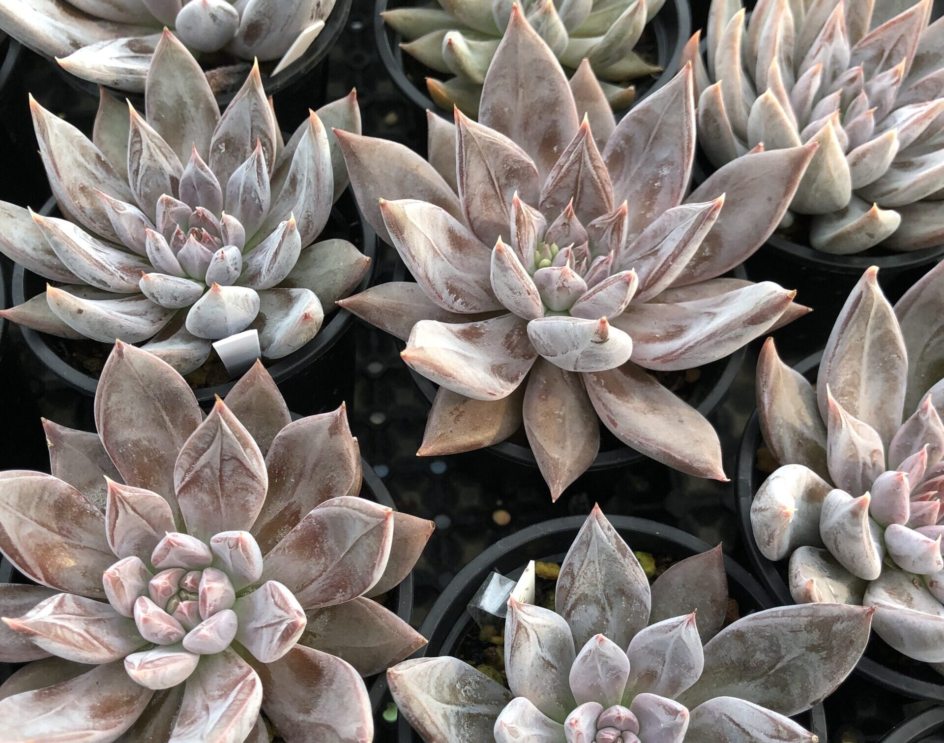 エケベリア・クライギアナ・チワワ。葉はピンク、グレー、ベージュの色合いで、表面には白いブルームが厚く覆っている。