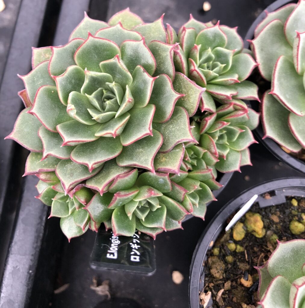 多肉植物の「ロンギッシマ・アズタトレンシス」緑色の葉の縁が赤く縁取られており、ロゼット状に重なっている。