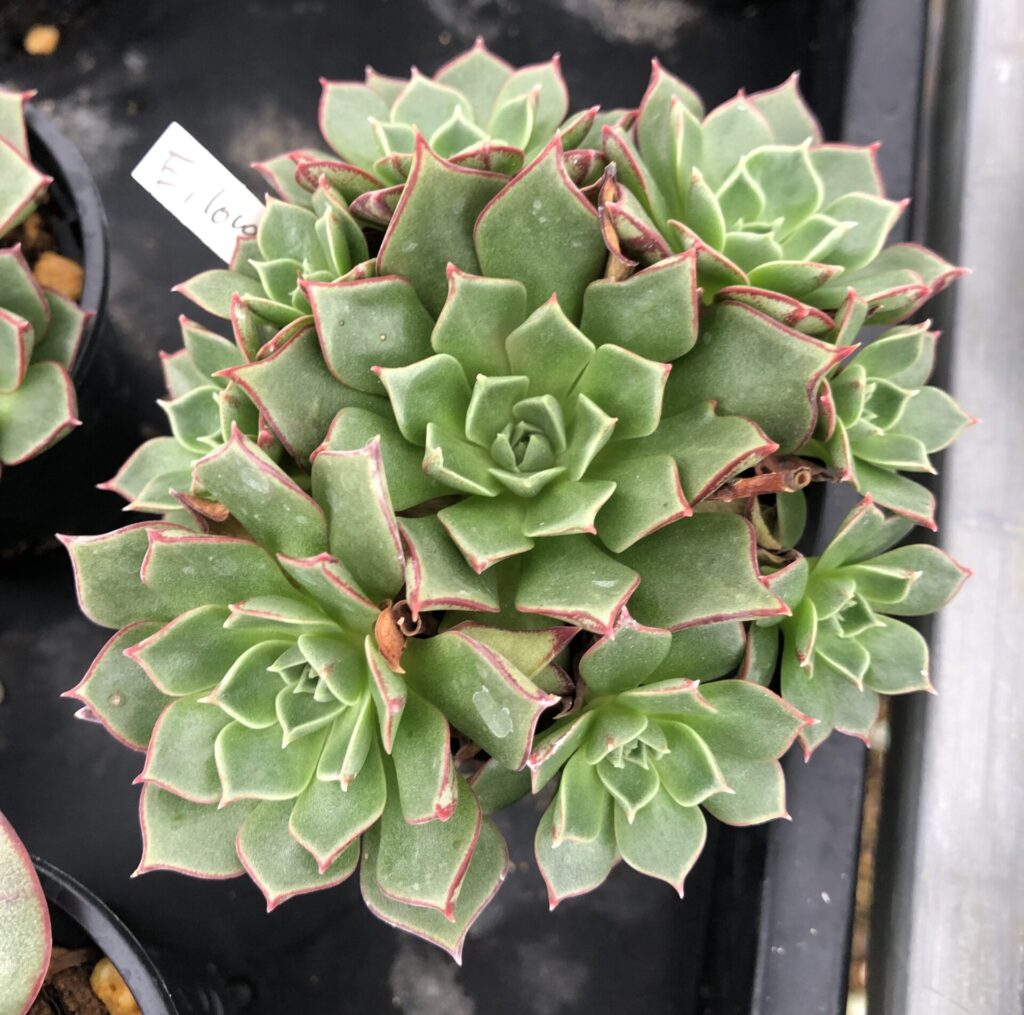 鉢植えの多肉植物「ロンギッシマ・アズタトレンシス」。複数の子株があり、全体的にまとまった姿をしている。緑色の葉の縁は赤く色づいている。