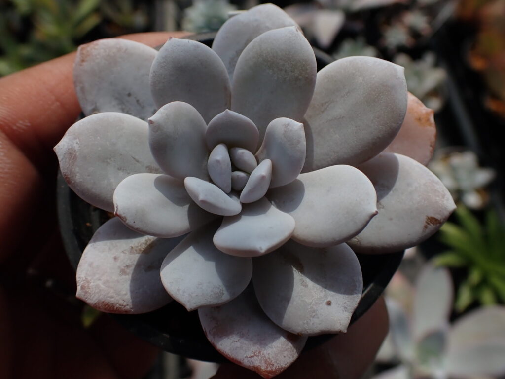 手のひらに収まるエケベリア・ラウイ。白い粉をまとった整ったロゼット。