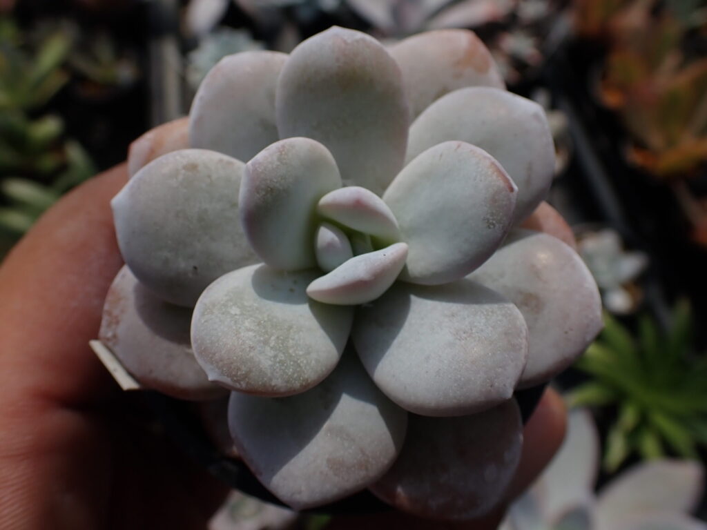 丸みを帯びた葉が可愛らしいエケベリア・ラウイのロゼット。