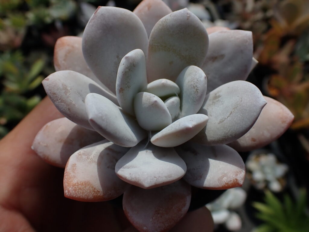 葉先が淡くピンク色に染まったエケベリア・ラウイのロゼット。