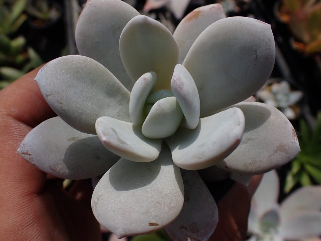 大きくふっくらとした葉を広げるエケベリア・ラウイ。