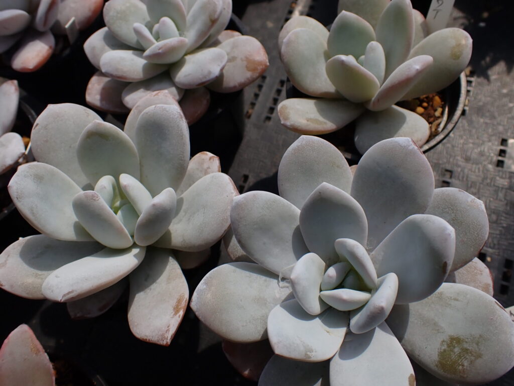 エケベリア・ラウイのロゼット。白い粉をまとった美しい多肉植物。