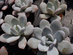 エケベリア・ラウイのロゼット。白い粉をまとった美しい多肉植物。