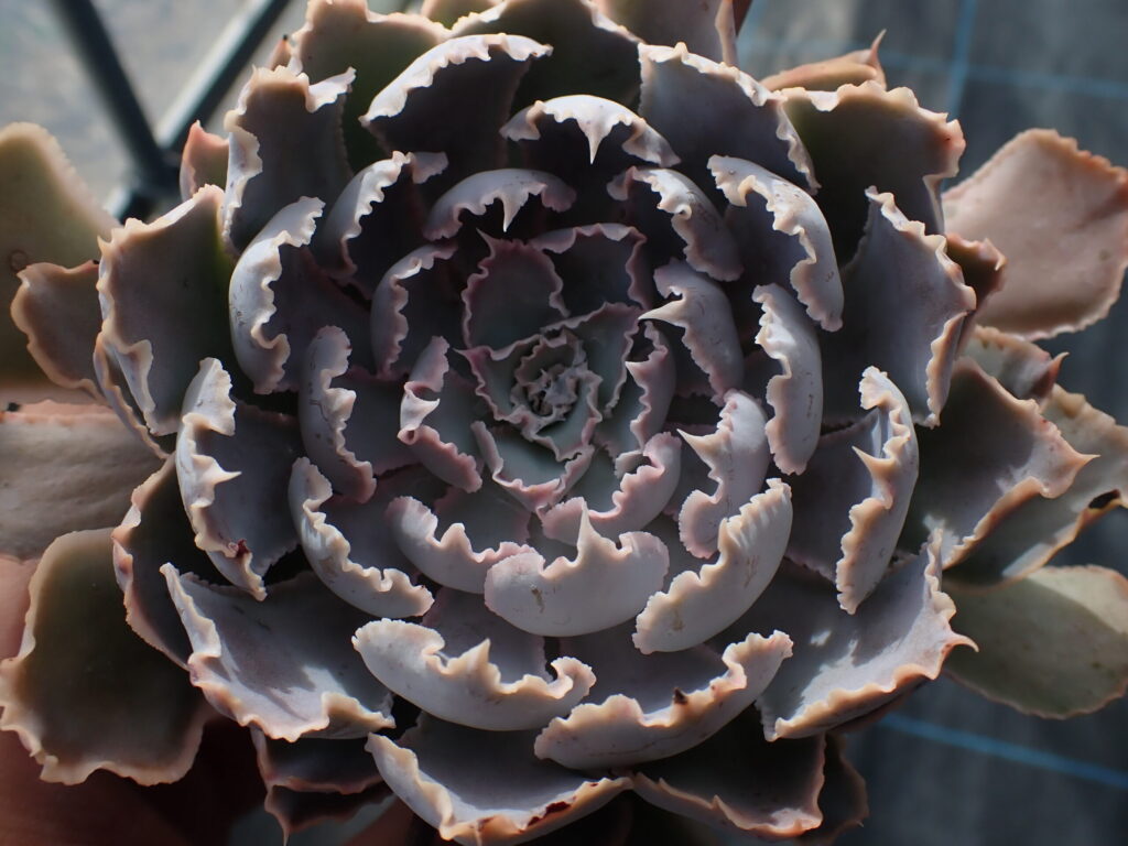 波打つフリル状の葉が美しいエケベリア・シャビアナのアップ写真