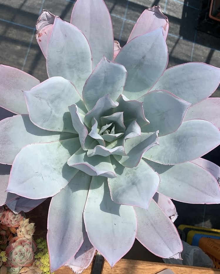 大きく成長したエケベリア・カンテのロゼットを真上から見た姿