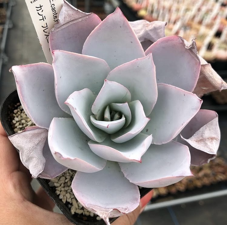 手に持たれた小さなポット苗のエケベリア・カンテ