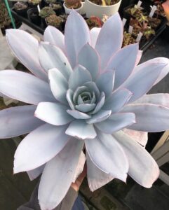 Echeveria cante（エケベリア・カンテ）のロゼット全体像。白い粉をまとった厚葉が放射状に広がる株姿。