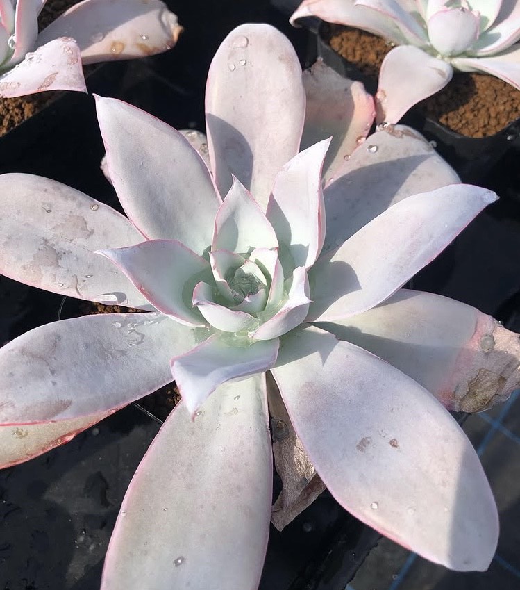 水滴が残るエケベリア・カンテの中株ロゼット