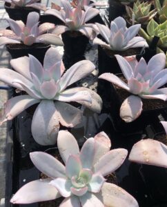 エケベリア・カンテの若株が並ぶ育成ポットと水滴のついた葉