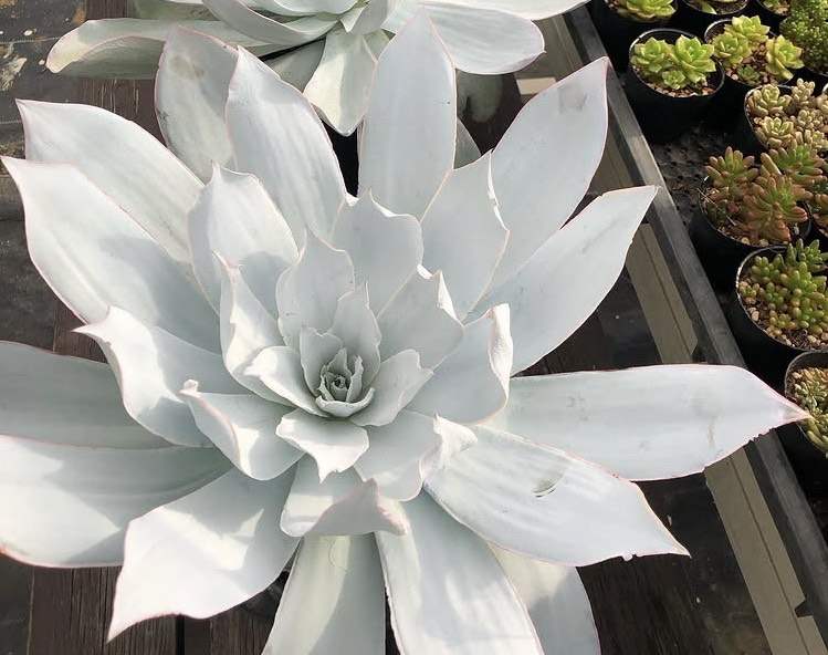 白く輝く葉を広げたエケベリア・カンテの大株