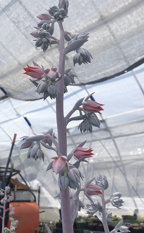 温室で伸びたエケベリア・カンテの花茎と連なる蕾の様子