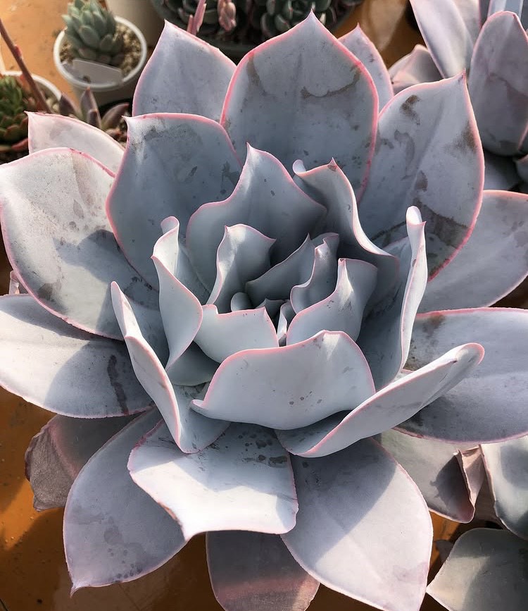 エケベリア・カンテの大きく育ったロゼット株