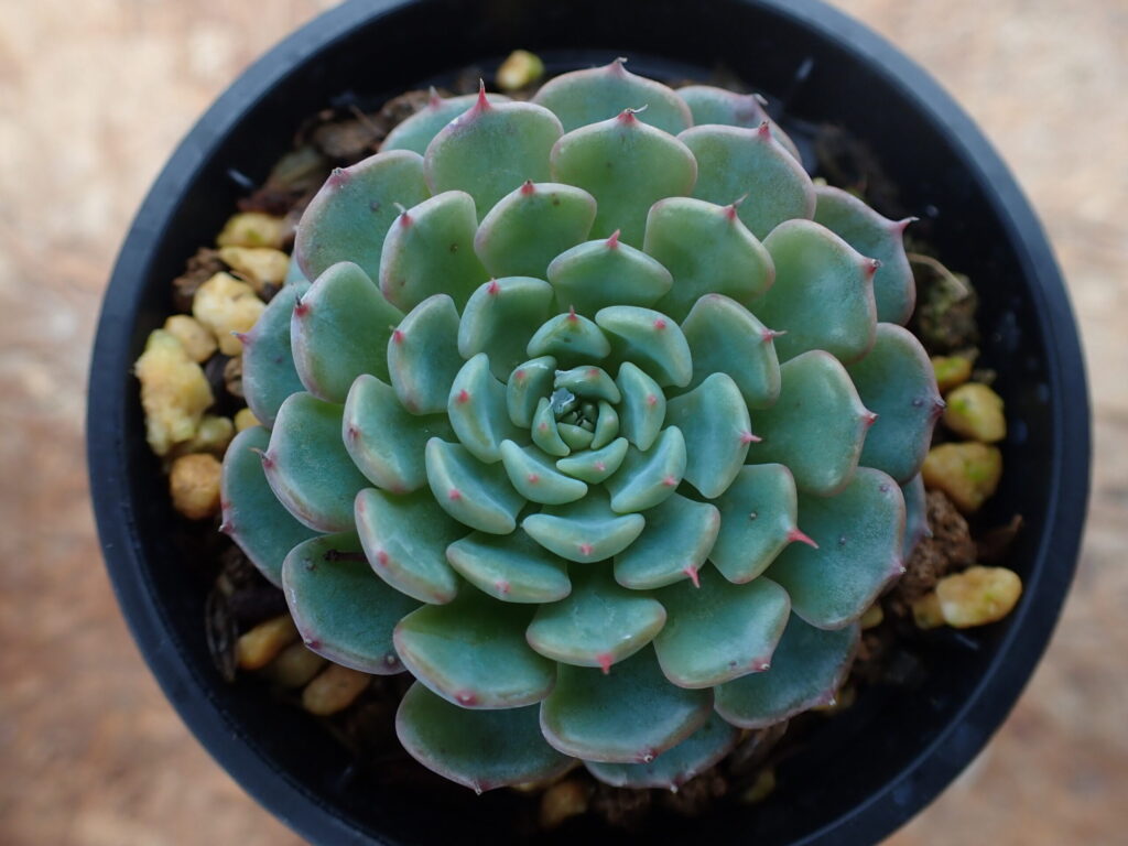 エケベリア・ミニマ・プエンテ・タスキリョのロゼット。淡い青緑色の葉と赤く染まる葉先が美しい多肉植物。