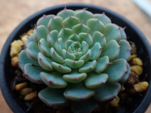 エケベリア・ミニマプエンテタスキリョの整ったロゼット。淡い青緑色の葉に赤い葉先が映える多肉植物。