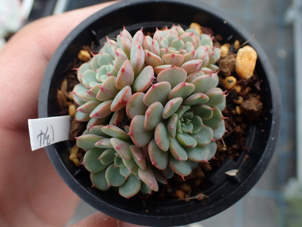 群生するエケベリア・ミニマ・プエンテ・タスキリョ。青緑色の葉に赤い葉先が映える多肉植物。