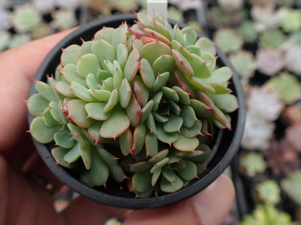 小さなロゼットが密に重なるエケベリア・ミニマ。青緑の葉に赤いエッジが美しい多肉植物。
