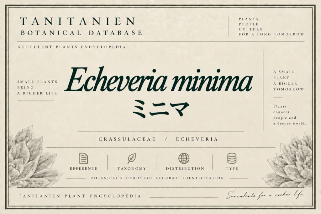 ミニマ（Echeveria minima）｜tanitanien植物図鑑