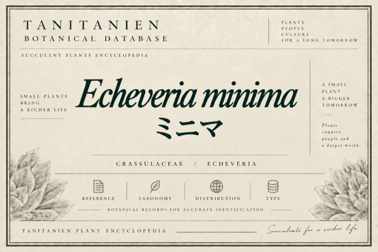 ミニマ（Echeveria minima）｜tanitanien植物図鑑