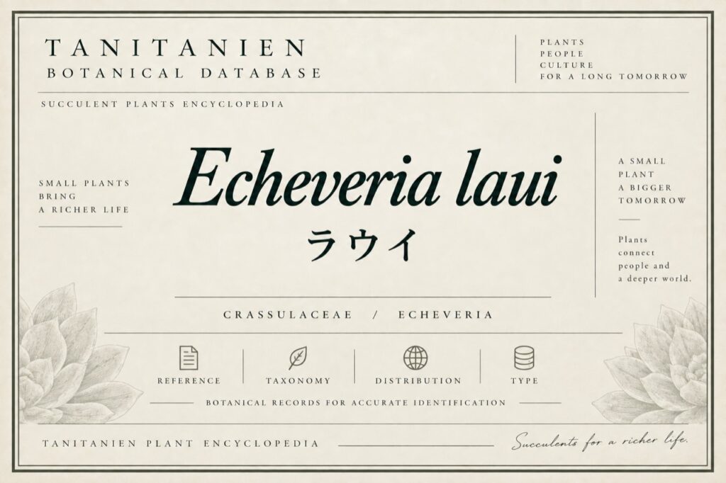 ラウイ（Echeveria laui）｜tanitanien植物図鑑
