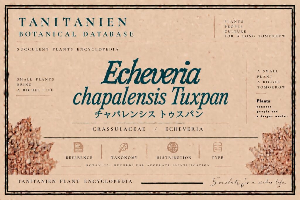 チャパレンシス トゥスパン(Echeveria chapalensis Tuxpan)|tanitanien植物図鑑