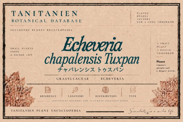 チャパレンシス トゥスパン（Echeveria chapalensis Tuxpan）｜tanitanien植物図鑑
