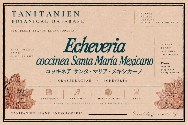 コッキネア サンタ・マリア・メキシカーノ（Echeveria coccinea Santa Maria Mexicano）｜tanitanien植物図鑑