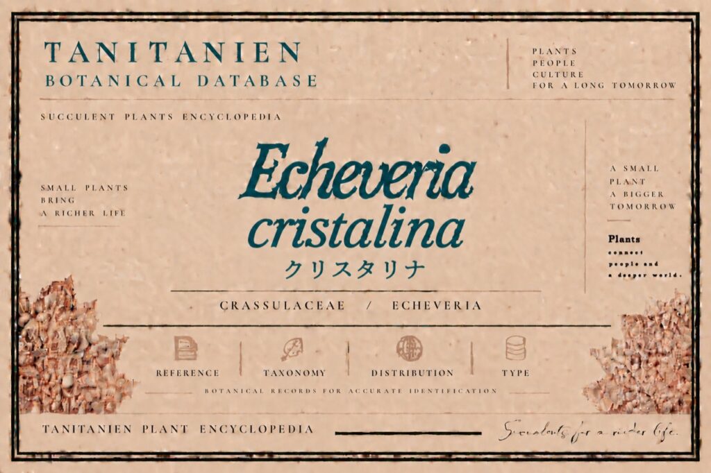 クリスタリナ(Echeveria cristallina n.n.)|tanitanien植物図鑑