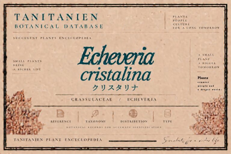 クリスタリナ（Echeveria cristallina n.n.）｜tanitanien植物図鑑