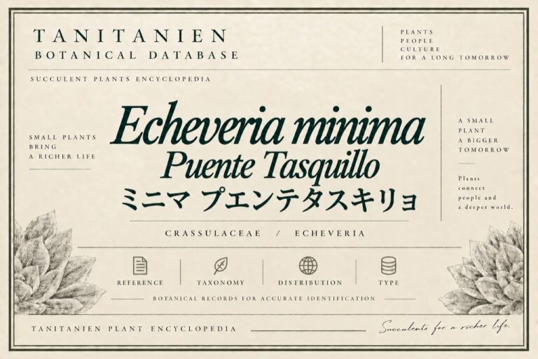 ミニマ プエンテ・タスキリョ（Echeveria minima Puente Tasquillo）｜tanitanien植物図鑑