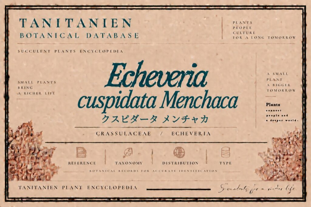 クスピダータ メンチャカ（Echeveria cuspidata Menchaca）｜tanitanien植物図鑑