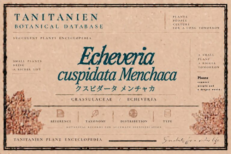 クスピダータ メンチャカ（Echeveria cuspidata Menchaca）｜tanitanien植物図鑑