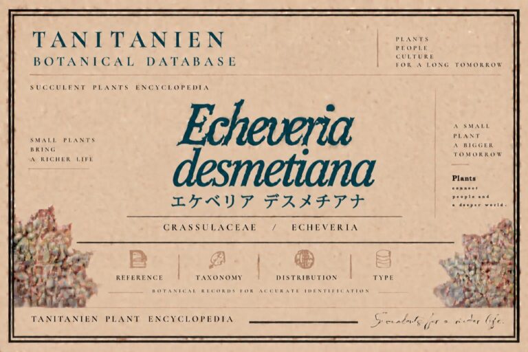 デスメチアナ（Echeveria desmetiana=peacockii）｜tanitanien植物図鑑