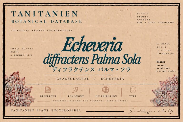 ディフラクテンス パルマ・ソラ（Echeveria diffractens Palma Sola）｜tanitanien植物図鑑