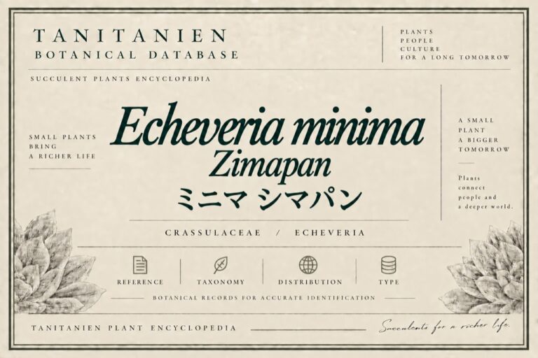 ミニマ シマパン（Echeveria minima Zimapan）｜tanitanien植物図鑑
