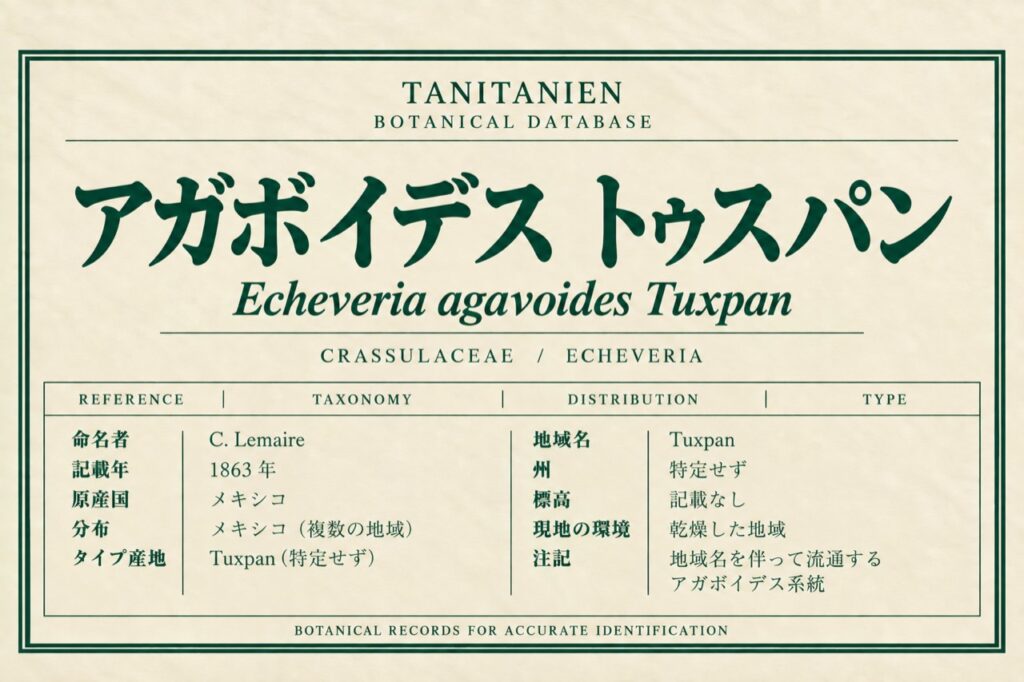 アガボイデス トゥスパン(Echeveria agavoides Lem.)|tanitanien植物図鑑