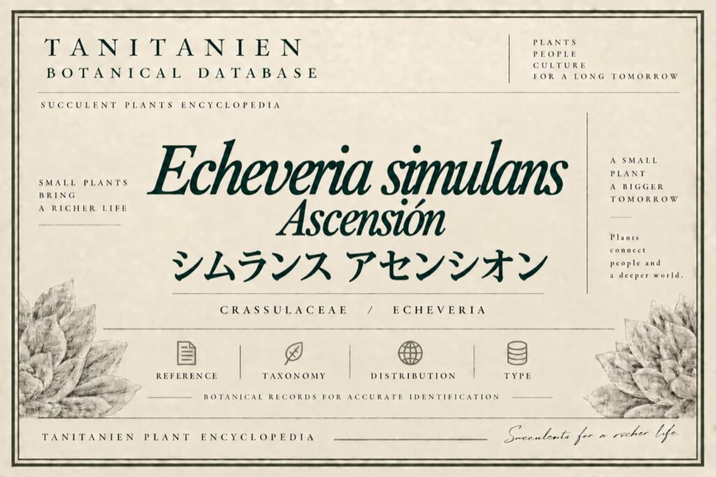 シムランス アセンシオン（Echeveria simulans Ascension）｜tanitanien植物図鑑
