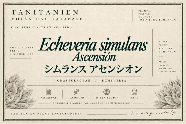 シムランス アセンシオン（Echeveria simulans Ascension）｜tanitanien植物図鑑