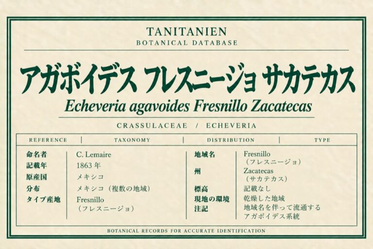 アガボイデス フレスニージョ サカテカス（Echeveria agavoides Lem.）｜tanitanien植物図鑑