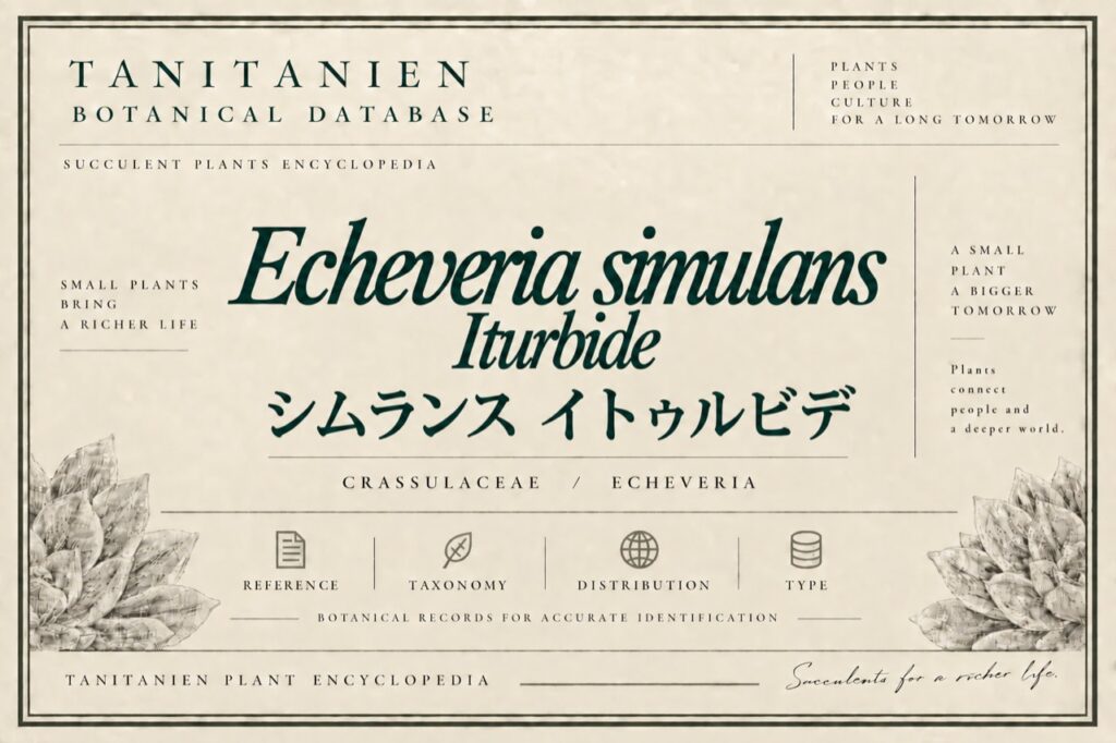 シムランス イトゥルビデ（Echeveria simulans Iturbide）｜tanitanien植物図鑑