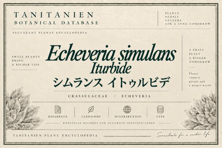 シムランス イトゥルビデ（Echeveria simulans Iturbide）｜tanitanien植物図鑑
