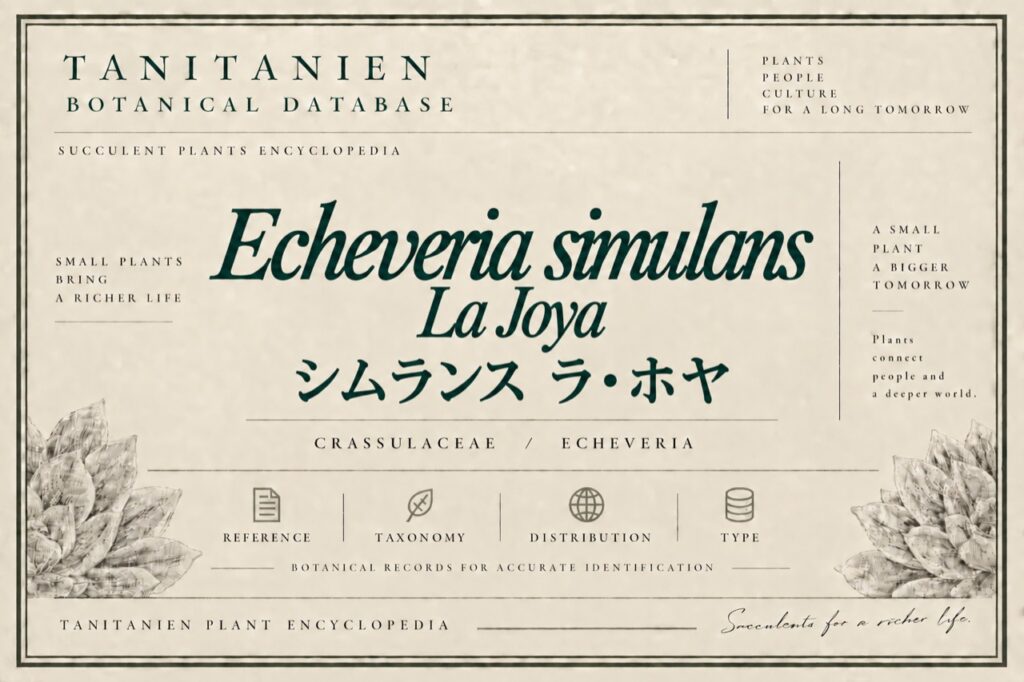 シムランス ラ・ホヤ（Echeveria simulans La Joya）｜tanitanien植物図鑑