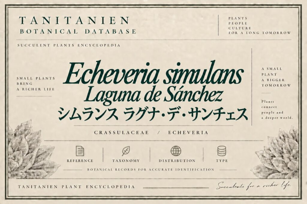 シムランス ラグナ・デ・サンチェス（Echeveria simulans Laguna Sanchez）｜tanitanien植物図鑑